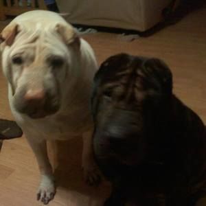 Meet your Posher, Gary